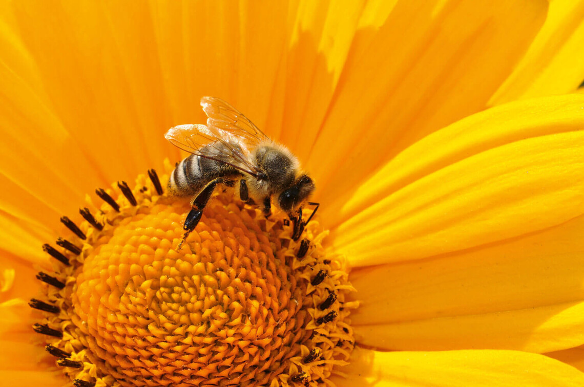 Eine Biene , Expertin für Spezialisierung und Kooperation, sammelt Pollen auf einer Blüte