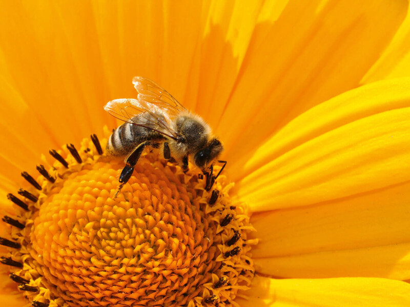 Eine Biene sammelt Pollen auf einer Blüte